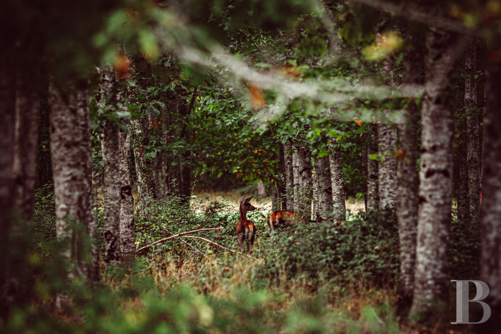 A country house rental for a year with access to the services and facilities of a large estate, an hour’s train ride from Paris in Touraine  - photo  n°22